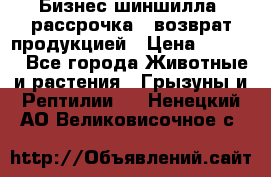 Бизнес шиншилла, рассрочка - возврат продукцией › Цена ­ 4 500 - Все города Животные и растения » Грызуны и Рептилии   . Ненецкий АО,Великовисочное с.